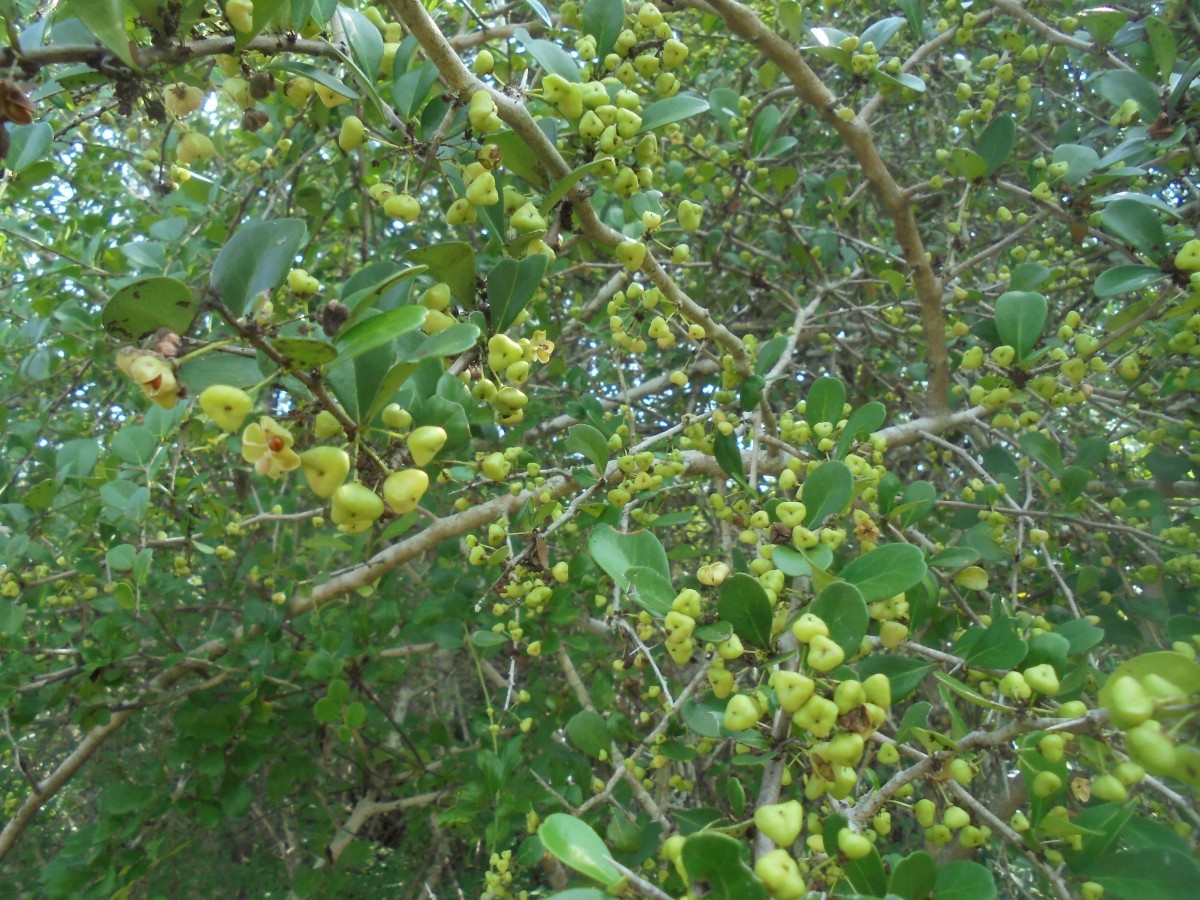 Gymnosporia emarginata (Willd.) Thwaites